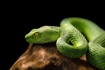Fototapeta premium Trimeresurus macrops, pit viper lying on a trunk with black background. Portrait of a green venomous snake.