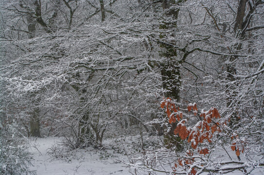 Winterwald im Schneefall