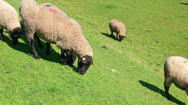 Flock of salt marsh sheep near Mont-Saint-Michel France grazing spring grass on green slopes, distinctive Grevin breed ponder pastures known for unique terroir and agneau de pre-sale heritage