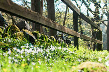 Obraz premium Wooden fence with flowers
