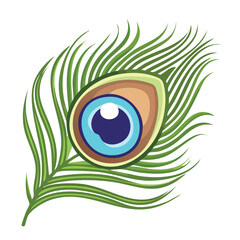 Close up of a vibrant peacock feather on white background