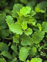 Obraz premium Lush green foliage of young plants with textured leaves in natural sunlight