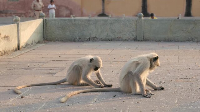 Slow Motion Monkeys Eating at Panna Meena Kund, Jaipur Stepwell Sunrise, Cinematic Rajasthan Wildlife Architecture India