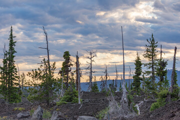 Obraz premium A forest with many dead trees and a cloudy sky. The sky is a mix of blue and gray, and the trees are mostly brown. Scene is somber and melancholic, as the dead trees