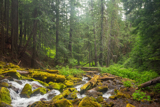 Water flows over moss-covered rocks and into a dense forest of old-growth evergreen trees. Landscape captured near a remote hiking trail in a Pacific Northwest hiking area in the Willamette National F