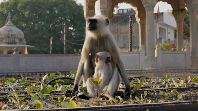 Slow Motion Mother and Baby Monkey at Panna Meena Kund, Jaipur Stepwell Sunrise, Cinematic Rajasthan Wildlife India