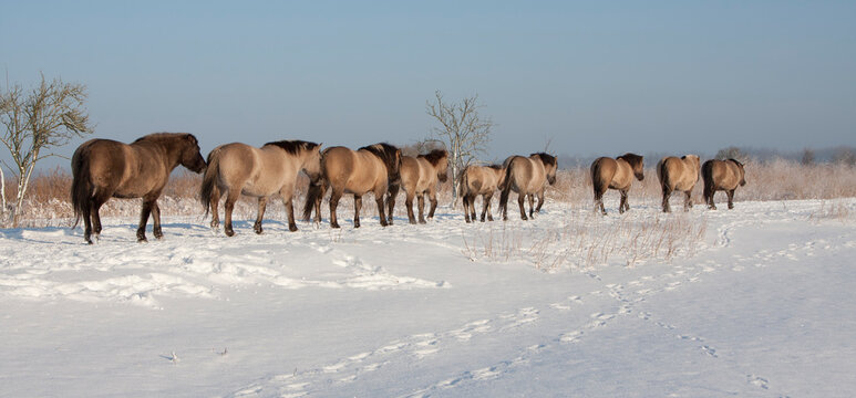 Konik horses (Oostvaardersplassen, the Netherlands)