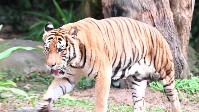 Tiger walking in tropical rainforest wilderness habitat