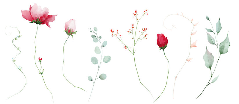 Watercolor floral clipart set. Red rose bud, pink peony, blush poppy flowers, blue green branches, turquoise eucalyptus twigs. Meadow pastel and bright multi-colored plants isolated collection.