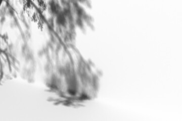 Fototapeta premium Leaves shadow and tree branch background, in transparent background