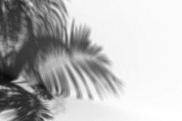 Obraz premium shadow overlay effect of natural tree leaves shadow,realistic summer sunlight abstract shadow overlay on transparent png background