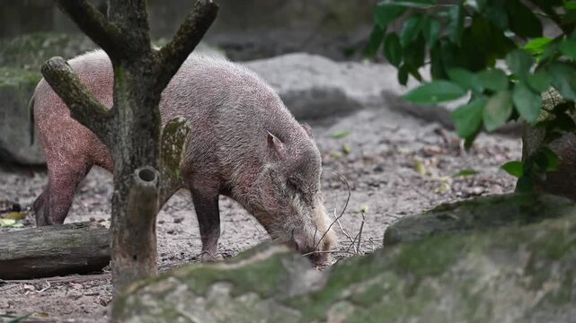 Bornean bearded pig foraging in natural forest habitat