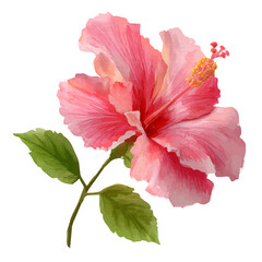 Hibiscus watercolor vector, hand-painted style, high-quality illustration isolated on white background. © Cooper