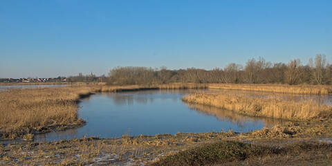 Wetlands with golden reed and bare trees in Paardenweide nature reserve, Schoonaarde, Flanders, Belgium 