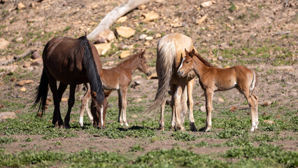 Fototapeta premium Chestnut wild horse baby colts with their mothers in the Apache Sitgreaves National Forest mountains in Heber Arizona United States