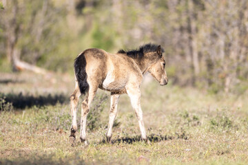 Naklejka premium Grulla dun wild horse baby colt in the White Mountains near Heber Arizona United States