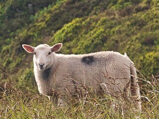 Fototapeta premium sheep in the field