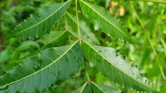Azadirachta indica branches of neem tree leaves with raindrops on the forest exposed to the wind. natural medicine