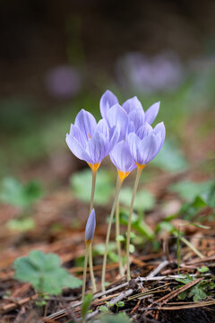 Beautiful blue flower of Crocus pulchellus or hairy crocus in the forest or woods, spring or autumn season, red leaves on the ground, blurry background