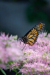 Obraz premium monarch butterfly on flower