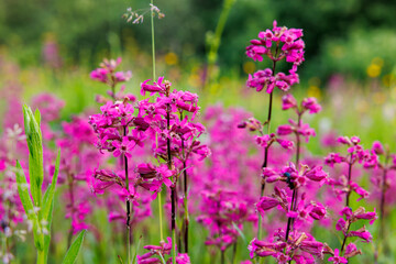 Vibrant pink wildflowers sway gently in the warm sunlight of a blooming summer meadow © AlexKriv