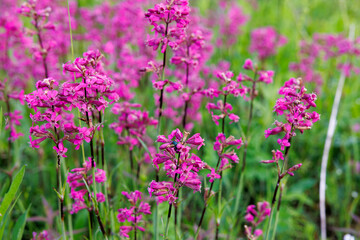 Obraz premium Vibrant pink wildflowers dance gently in the warm sunlight of a summer meadow