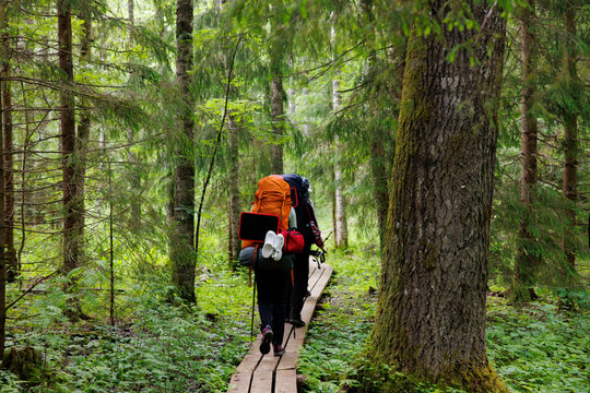 Exploring the lush wilderness on a wooden trail with heavy backpacks in the heart of nature