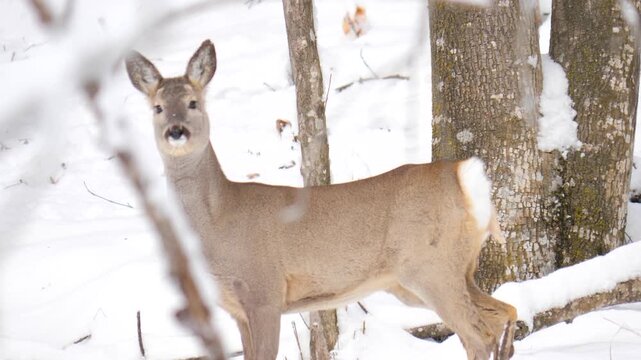Roe deer standing alert and walking in snowy alpine forest, sniffing the air and pawing the ground. Wildlife winter scene in Italian Alps, natural behavior captured in 4K 60fps