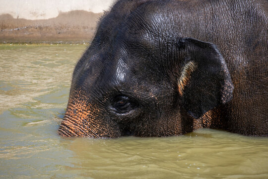 Asian Elephant (Elephas maximus)