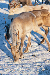 Wild reindeer standing on deep snow in the Arctic forest of Inari, Finnish Lapland © julen