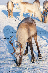 Wild reindeer standing on deep snow in the Arctic forest of Inari, Finnish Lapland © julen