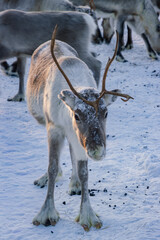 Wild reindeer standing on deep snow in the Arctic forest of Inari, Finnish Lapland © julen