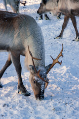 Wild reindeer standing on deep snow in the Arctic forest of Inari, Finnish Lapland © julen