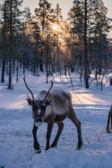 Wild reindeer standing on deep snow in the Arctic forest of Inari, Finnish Lapland © julen