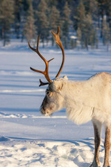 Wild reindeer standing on deep snow in the Arctic forest of Inari, Finnish Lapland © julen