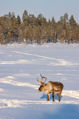 Wild reindeer standing on deep snow in the Arctic forest of Inari, Finnish Lapland © julen