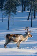 Wild reindeer standing on deep snow in the Arctic forest of Inari, Finnish Lapland © julen