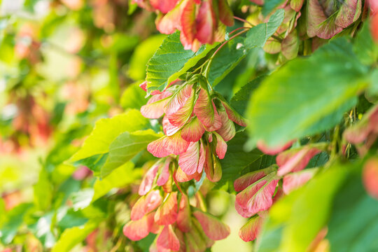 A close-up of the reddish-pink ripening fruits of the Tatar maple.