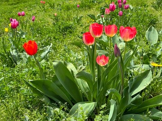 Red tulips in the meadow.