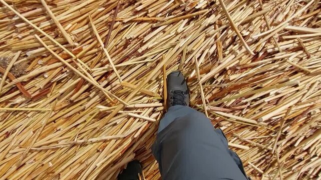 Lake Titicaca, Peru - 9 December 2022. A tourist walks over a floating totora reed island, with boots pressing into the layered reed surface.