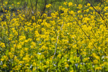 Obraz premium A thicket of yellow mustard flowers near Mount Tabor in Israel