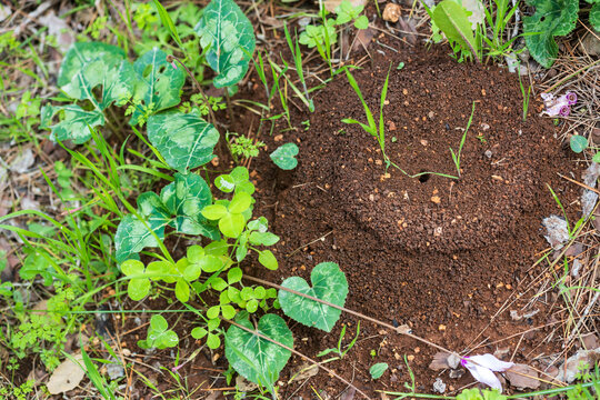Fresh anthill in the ground surrounded by green leaves and cyclamen.
