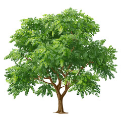 Obraz premium Flat 2D Black Locust Tree vector illustration, icon graphic on white background