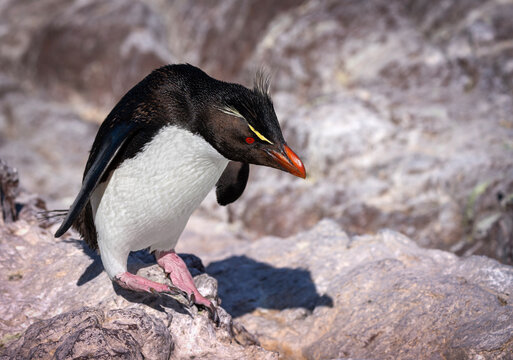 Ping&uuml;ino penacho amarillo