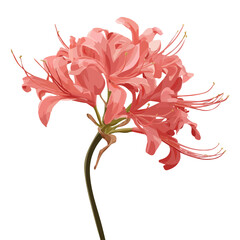 Fototapeta premium Nerine Lily, rendered in a minimalist 2D flat vector icon style against a pure white backdrop