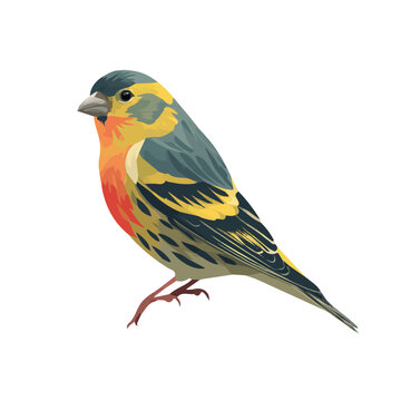 Flat 2D Serin vector illustration, icon graphic on white background