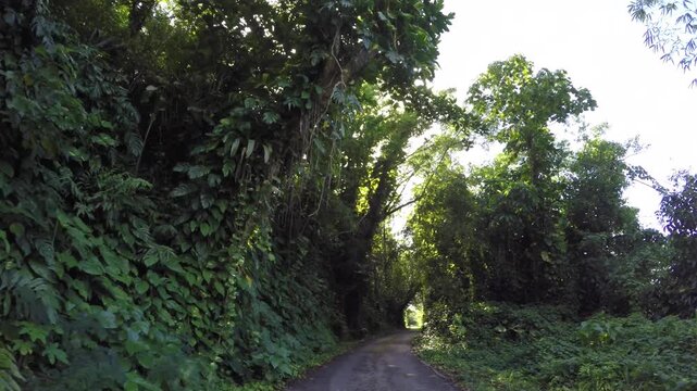 GoPro jungle drive, Rota, Mariana Islands