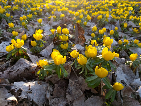 A carpet of bright yellow winter aconite flowers blooms in the sunlit forest floor.