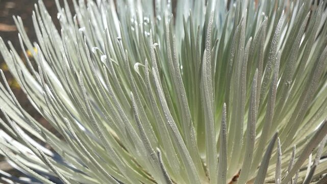 Haleakala Silversword. The most iconic and famous endemic plant in Haleakala National Park, Maui, Hawaii. High quality 4k footage