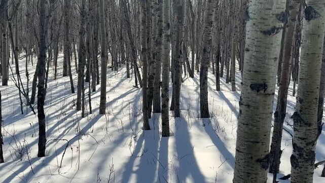 Winter Birch Forest Long Shadows.Sunlight casts long blue shadows across fresh snow in a quiet birch forest,